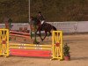 Springpferd Nevaro (unbekannt,  )