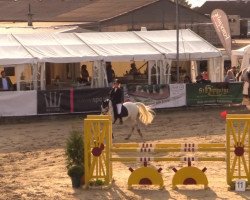 horse Pialotta 77 (German Riding Pony, 2002, from Top Pepino)