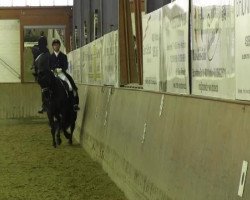 dressage horse Sterling G (Hanoverian, 2006, from Stedinger)