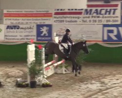 dressage horse Filou (Dt.Part-bred Shetland pony, 1993, from Isarons Fernando)