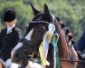 dressage horse Zentos Yakari (German Riding Pony, 2010, from Top Zento)