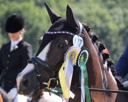 dressage horse Zentos Yakari (Deutsches Reitpony, 2010, from Top Zento)