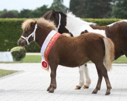 Pferd Suleika vom Burgblick (Shetland Pony (unter 87 cm), 2021, von Eddy von der Pumpermühle)