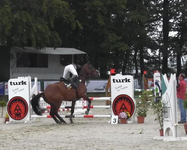 Pferd Humano (Belgisches Warmblut, 2007, von Sir Lui)