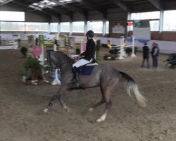 jumper Concusio (German Sport Horse, 2010, from Colestus)