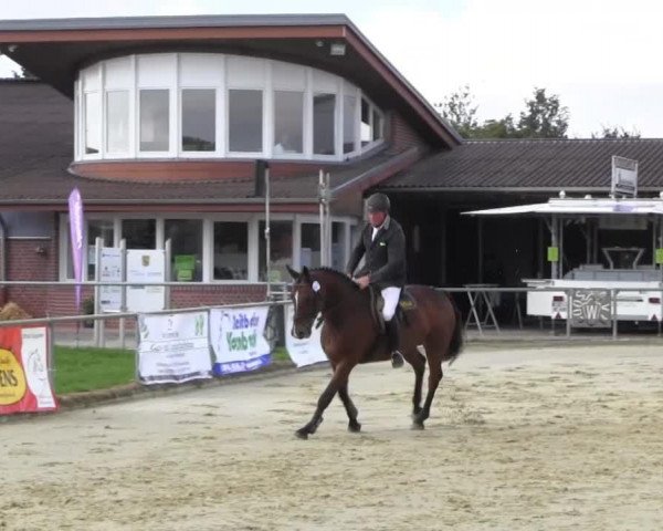 Springpferd Valentin 127 (Westfale, 2009, von Verdi)