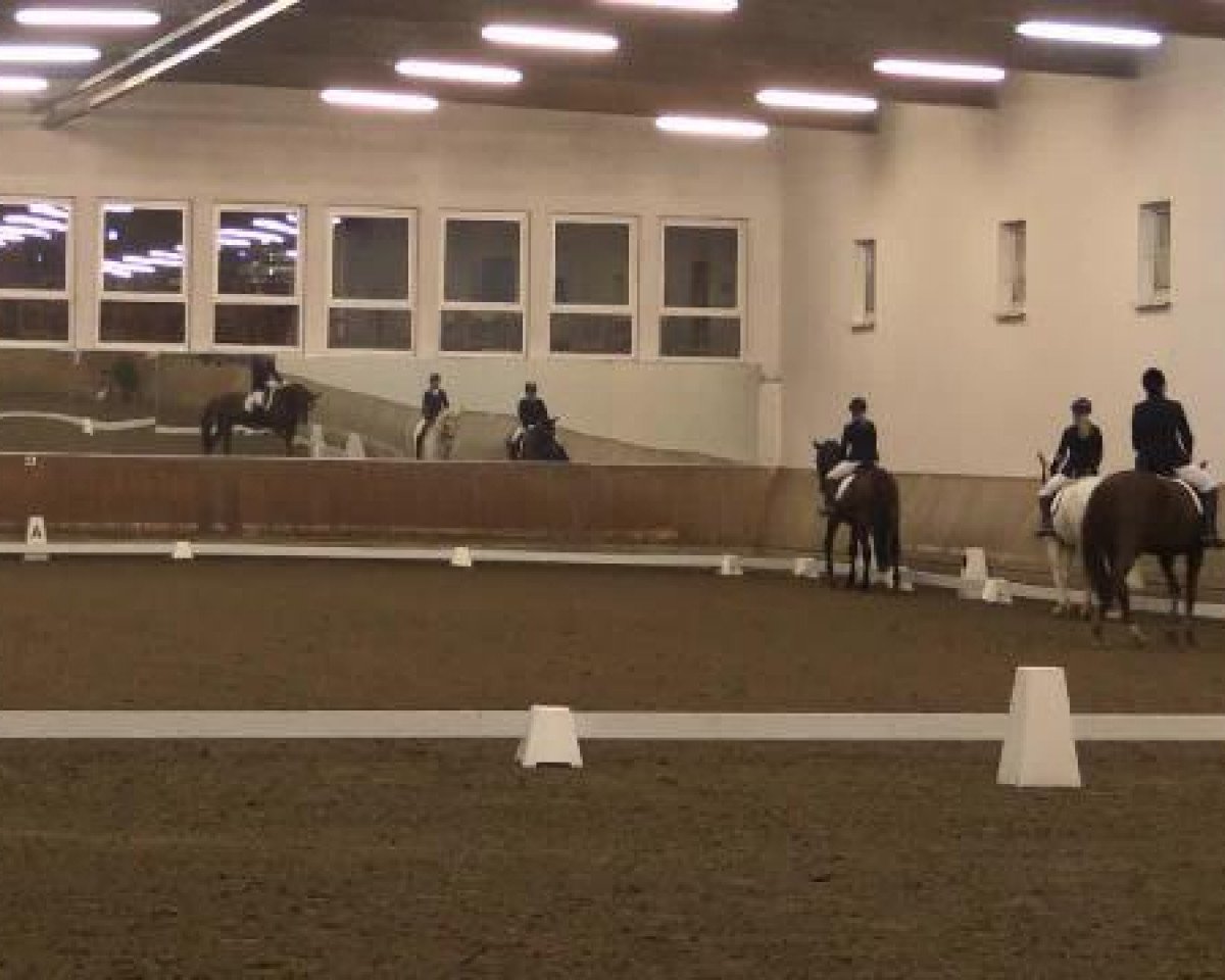 dressage horse Kardinal 54 (unknown, 1996)