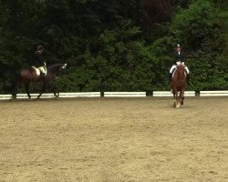 jumper Akash (Trakehner, 2008, from Hidalgo)