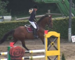 Springpferd Balou C (Zangersheide Reitpferd, 2005, von Baloubet du Rouet)