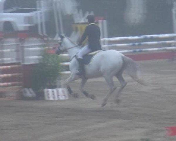 Springpferd Denver 230 (KWPN (Niederländisches Warmblut), 2008, von Corland)