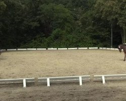 jumper PSW Prestige (German Riding Pony, 2008, from PSW Pitu)