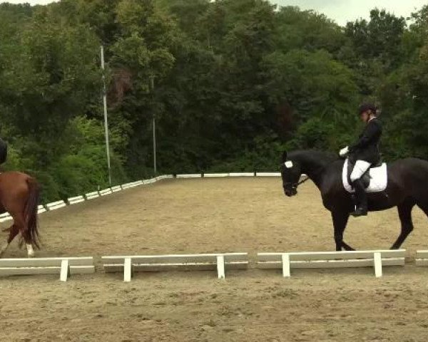 dressage horse Smartie HEK (Rhinelander, 2009, from Schumacher)