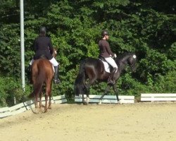 dressage horse Emily Erdbeer 5 (Westphalian, 2009, from Ehrenpreis)