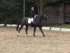 dressage horse Rudolpho-Valentino (Hanoverian, 2006, from Rotspon)