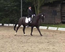 dressage horse Rudolpho-Valentino (Hanoverian, 2006, from Rotspon)