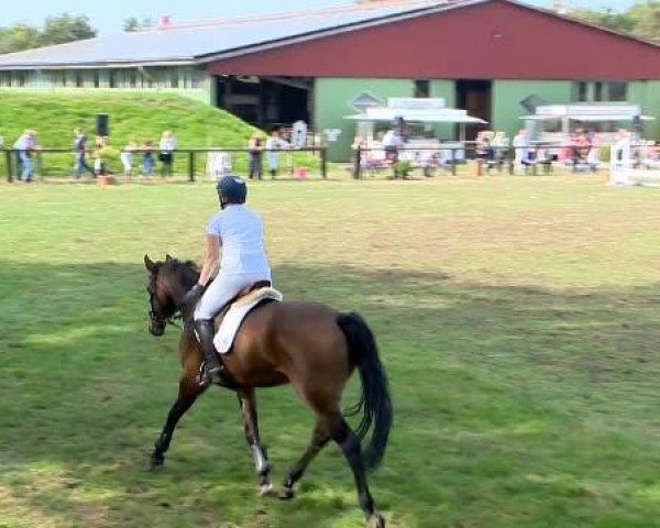 broodmare Corleska (Oldenburg show jumper, 2009, from Contendro I)