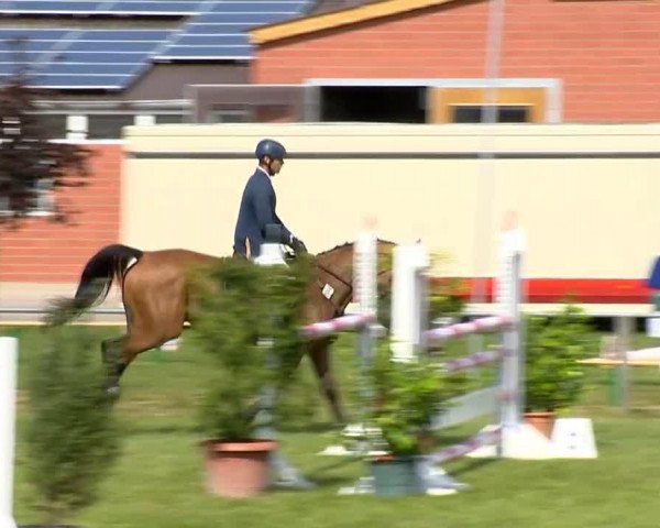 broodmare Stakkobina (Oldenburg show jumper, 2008, from Stakkatol)