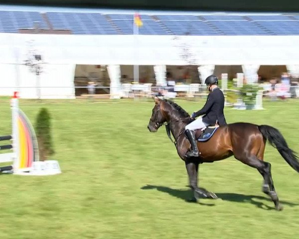 Pferd Latiman (Holsteiner, 2010, von Lavall I)