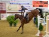 broodmare Chafleur (Oldenburg show jumper, 2009, from Chacco-Blue)