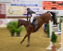 broodmare Chafleur (Oldenburg show jumper, 2009, from Chacco-Blue)