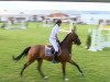 jumper Tax Man (Oldenburg show jumper, 2009, from Chacco-Blue)