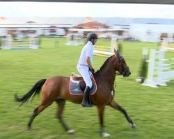 jumper Tax Man (Oldenburg show jumper, 2009, from Chacco-Blue)