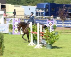 jumper Chacaspar (Oldenburg show jumper, 2009, from Chacco-Blue)