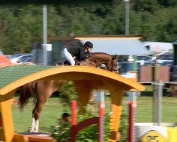 jumper Arabescato (Oldenburg show jumper, 2009, from Chintan)