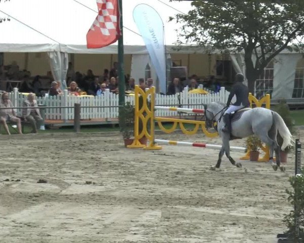 Springpferd Coureur V 2 (KWPN (Niederländisches Warmblut),  )