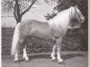 stallion Nibelung (Haflinger, 1966, from Nico)