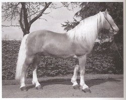 stallion Nibelung (Haflinger, 1966, from Nico)