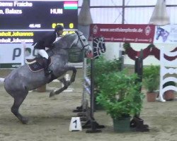 horse Creme Fraiche (Oldenburg show jumper, 2003, from Come On)