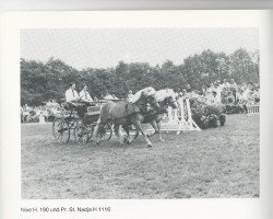 Zuchtstute Nadja (Haflinger, 1975, von Nibelung)