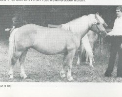 Zuchtstute Nixe (Haflinger, 1965, von Nordkar)