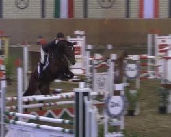 jumper Luise de Finesse (German Sport Horse, 2010, from Levistano)