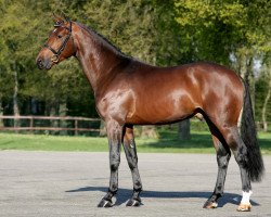 jumper Amadeus (KWPN (Royal Dutch Sporthorse), 2005, from Guidam)