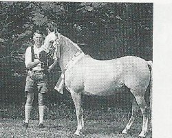 Zuchtstute Hanni (Haflinger, 1984, von Stern)