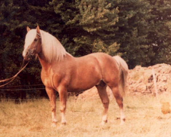 stallion Nardus (Edelbluthaflinger, 1971, from Nastrol)