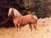 stallion Nardus (Edelbluthaflinger, 1971, from Nastrol)