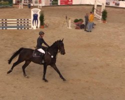 jumper Carolus 42 (Oldenburg show jumper, 2008, from Canturo)