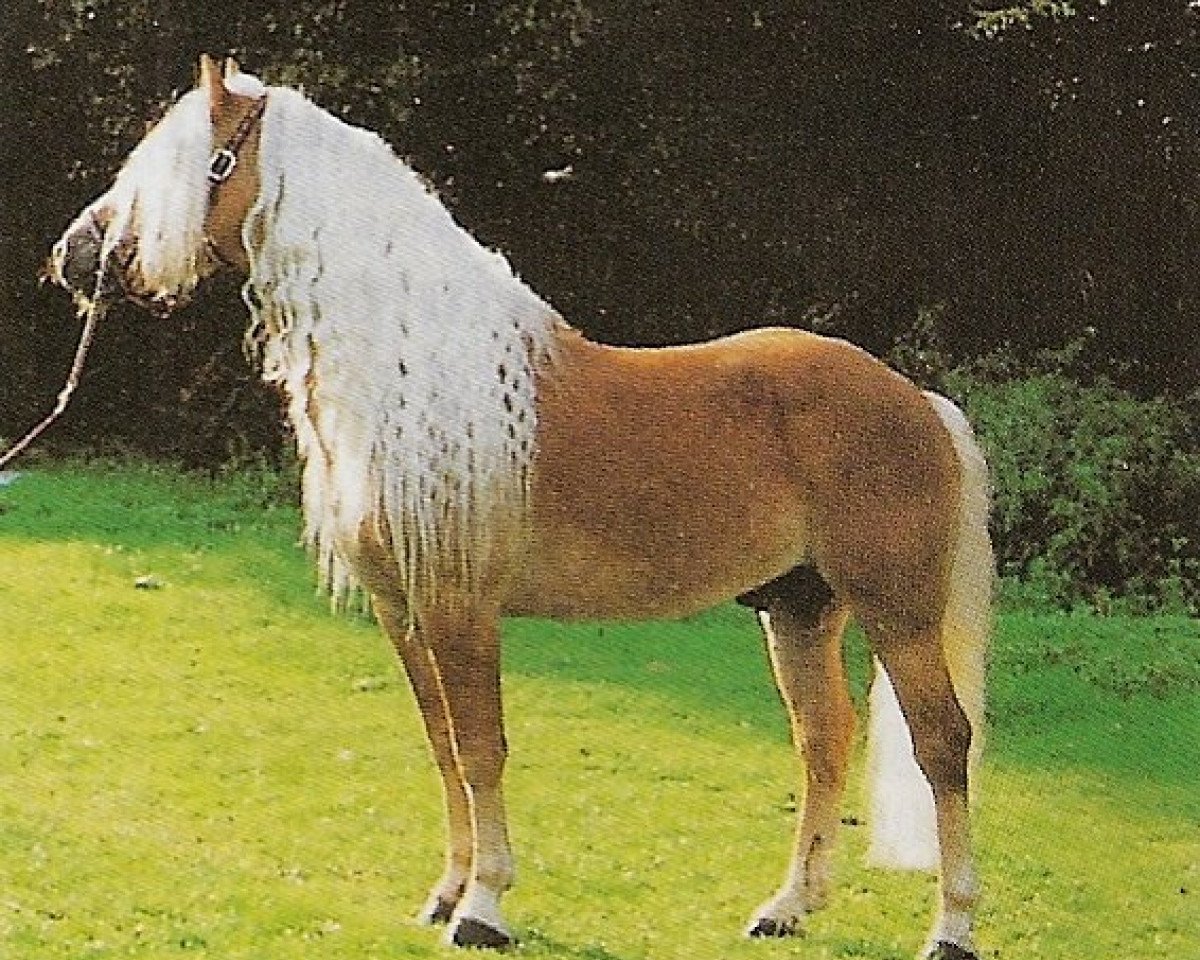 stallion Mikadus (Haflinger, 1984, from Magier)