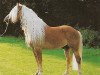 stallion Mikadus (Haflinger, 1984, from Magier)