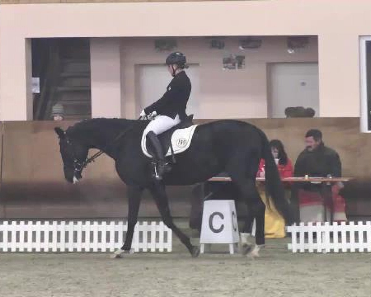 broodmare Sambalita 7 (German Sport Horse, 2007, from Sambalino)