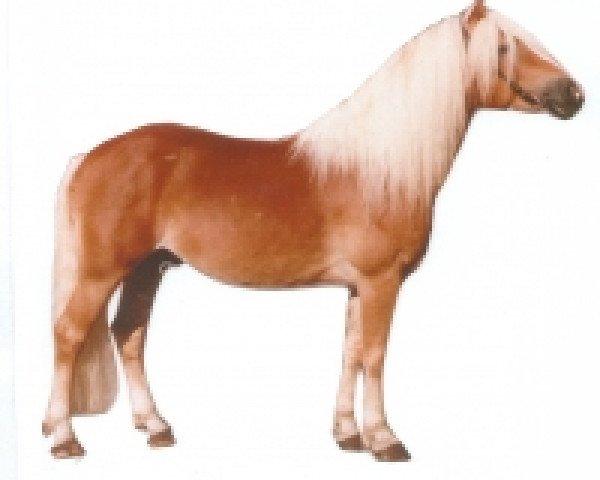 stallion Matcho (3,125% ox) (Edelbluthaflinger, 1989, from Mikadus)