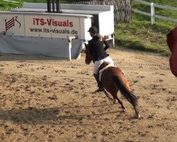 dressage horse Nick 131 (German Riding Pony, 2002, from Nantano)