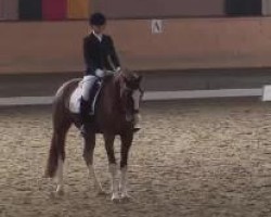 dressage horse Fitou S (Westphalian, 2009, from Floresco NRW)