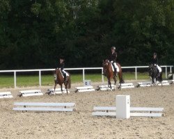 dressage horse Frodo 128 (Welsh, 2001, from Rian's Fleurop)