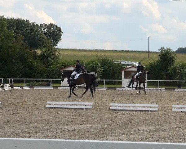 dressage horse Igel (unknown,  )