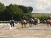 dressage horse Clewbay Garnet (unknown, 2008)