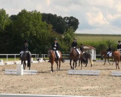 dressage horse Clewbay Garnet (unknown, 2008)